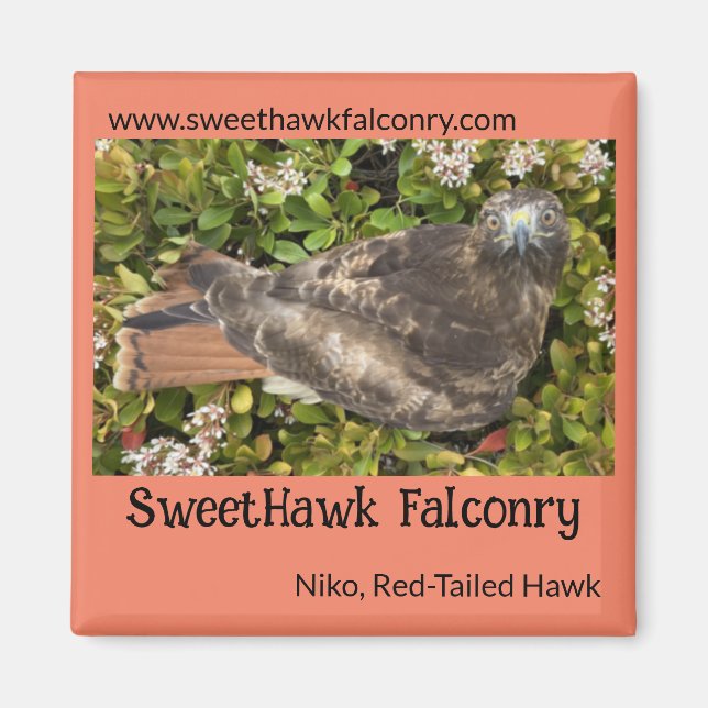 SweetHawk Falconry Niko Red Tail Hawk 2x2 Magnet (Devant)