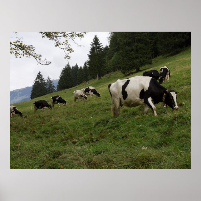 Swiss Cow Poster (Devant)