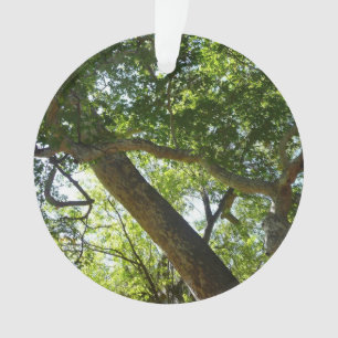 Sycamore Tree Nature verte