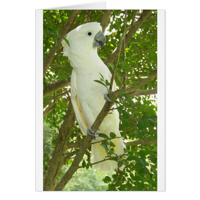 Sydney Cockatoo (Devant)