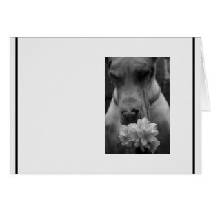 Sympathie de condoléances noir et blanc