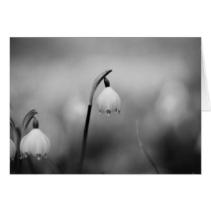 Sympathie noire et blanche