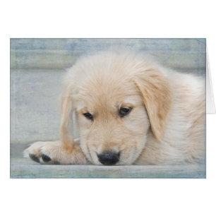 Sympathie pour la perte d'un Golden Retriever