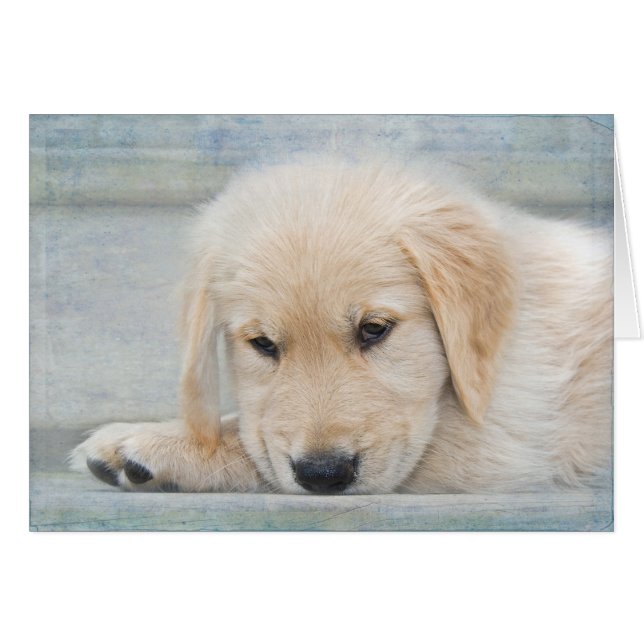 Sympathie pour la perte d'un Golden Retriever (Devant horizontal)