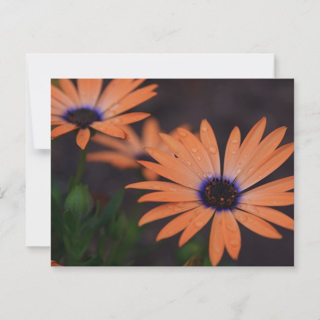 Symphonie orange (Devant)