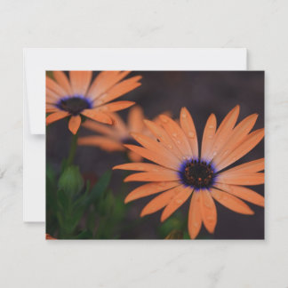Symphonie orange
