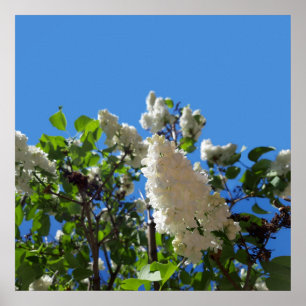 Syringa , Affiche d'arbre à fleurs de lilas blanc