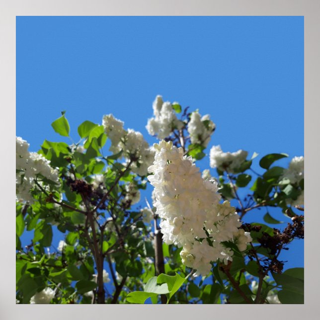 Syringa , Affiche d'arbre à fleurs de lilas blanc (Devant)