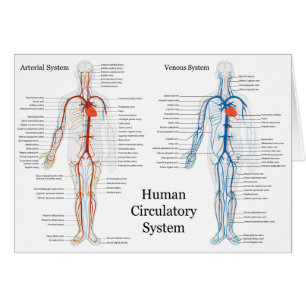 Système circulatoire humain des artères et des vei