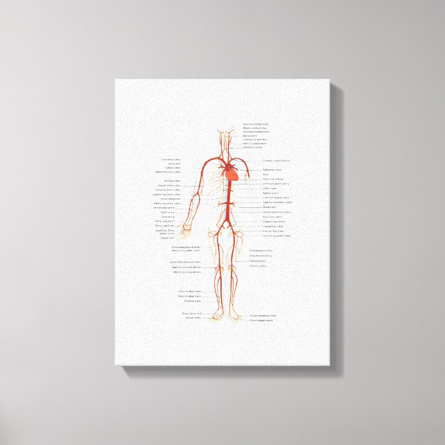 Système circulatoire humain des artères sur toile (Recto)
