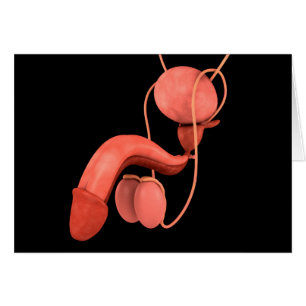 Système de reproduction chez les hommes humains 3