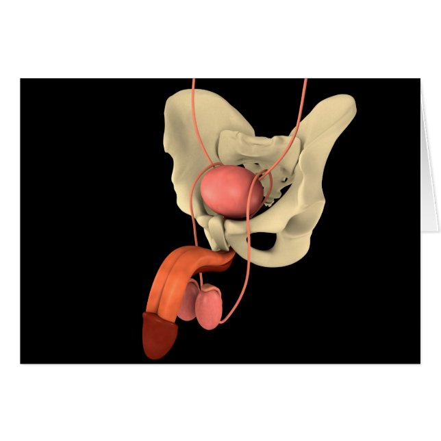 Système de reproduction masculine 2 (Devant horizontal)