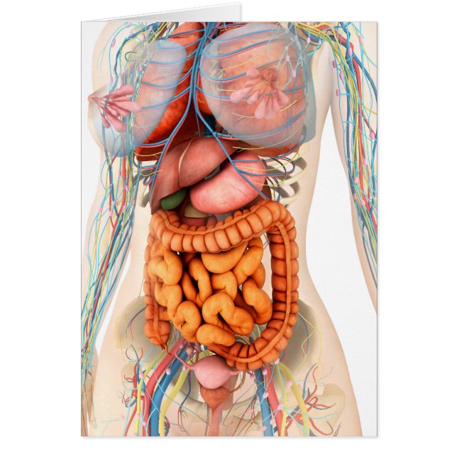 Système Digestif Et Circulatoire Féminin (Devant)