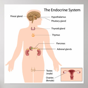 Système endocrinien Poster