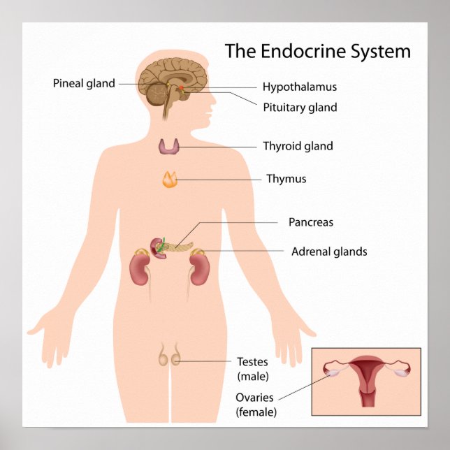 Système endocrinien Poster (Devant)