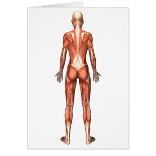 Système musculaire féminin, Vue arrière