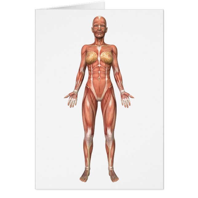 Système musculaire féminin, Vue avant (Devant)