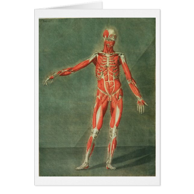 Système musculaire superficiel de l'avant de la BO (Devant)