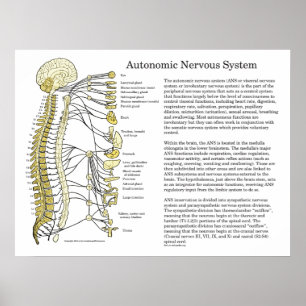 Système nerveux autonome ANS Poster