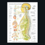 Système nerveux autonome Chiropratique Poster<br><div class="desc">Image anatomique colorée montrant le système nerveux autonome par rapport à la colonne vertébrale et aux organes internes. Les nerfs sont codés en couleur représentant le système sympathique,  parasympathique et cérébral.</div>