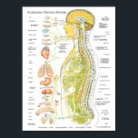 Système nerveux autonome Chiropratique Poster<br><div class="desc">Image anatomique colorée montrant le système nerveux autonome par rapport à la colonne vertébrale et aux organes internes. Les nerfs sont codés en couleur représentant le système sympathique,  parasympathique et cérébral.</div>