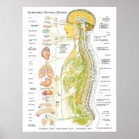 Système nerveux autonome Chiropratique Poster