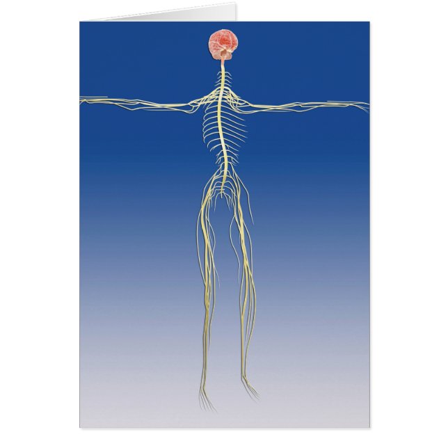 Système nerveux central avec cerveau humain (Devant)