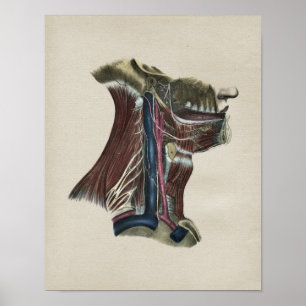 Système nerveux humain Anatomie Vintage Impression