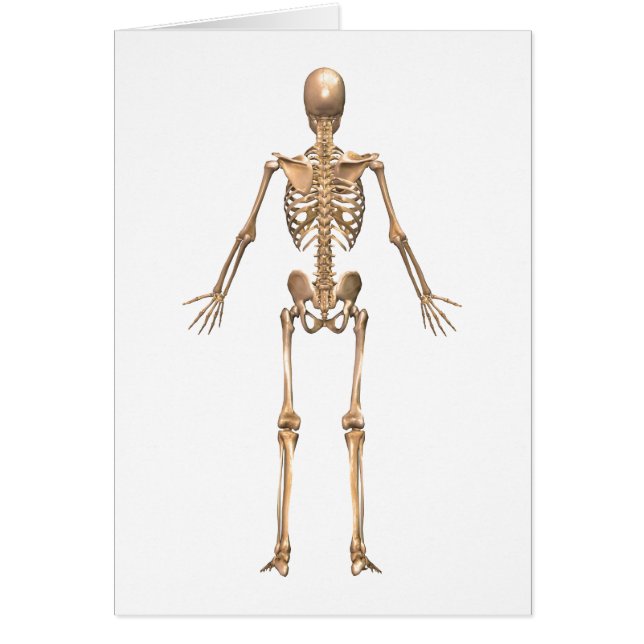 Système Skeletal humain, Vue arrière (Devant)
