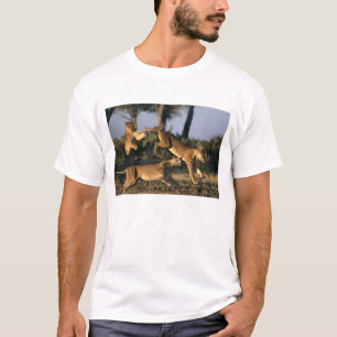 T-shirt Afrique, Botswana, Parc national de Chobe, Lionnes