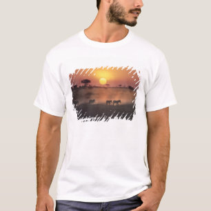 T-shirt Afrique, Kenya, Amboseli NP. Les zèbres marchent v