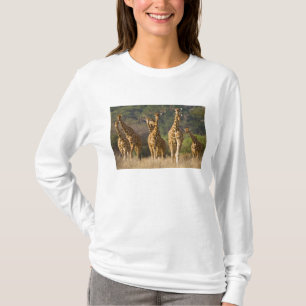 T-shirt Afrique. Kenya. Troupeau de girafes réticulées