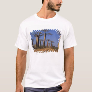 T-shirt Afrique, Madagascar, Morondava, avenue Baobab.