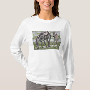T-shirt Afrique. Tanzanie. Zèbre mère et jeune