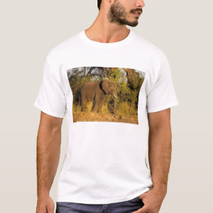 T-shirt Afrique, Zimbabwe, Parc national des chutes Victor