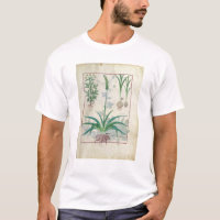 Ail et d'autres plantes