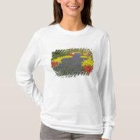 Allée de muscaris, de jonquilles et