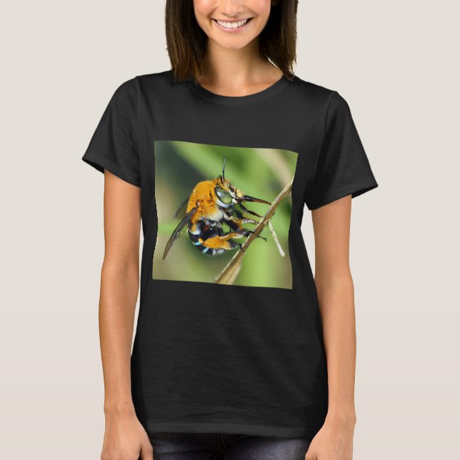 T-shirt Amegilla cingulata (Devant)
