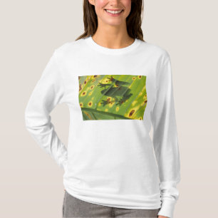 T-shirt AMÉRIQUE CENTRALE, Costa Rica, Grenouille en contr