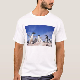 T-shirt Antarctique, Adelie Penguin Pygoscelis