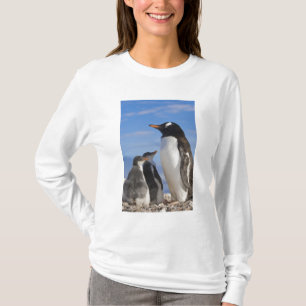 T-shirt Antarctique, Anse Neko (Port). Manchot papou 2