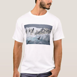 T-shirt Antarctique, île Paulet. Pingouins d'Adelie