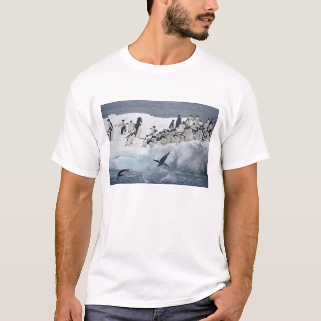 T-shirt Antarctique, île Paulet. Pingouins d'Adelie (Devant)