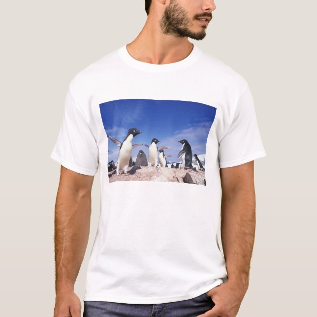 T-shirt Antarctique, Manchot Adélie Pygoscelis (Devant)