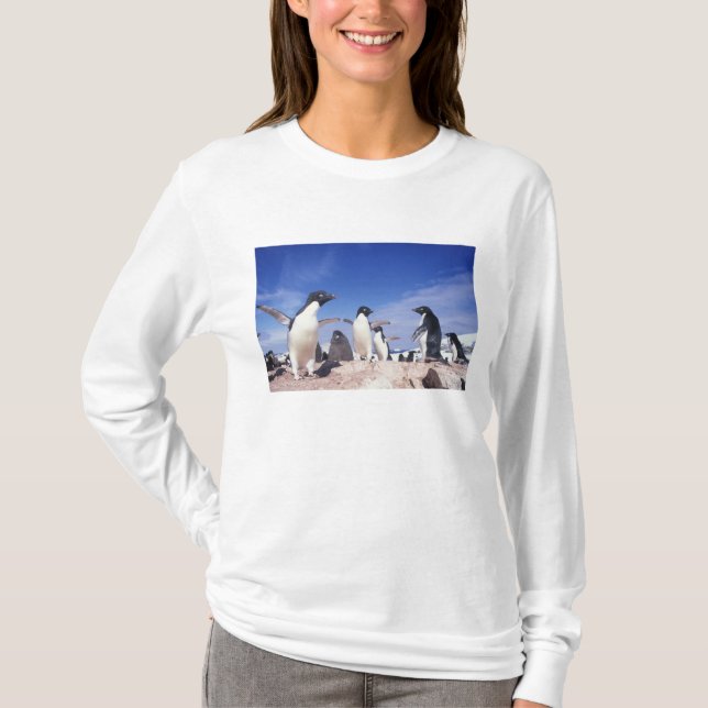 T-shirt Antarctique, Manchot Adélie Pygoscelis (Devant)