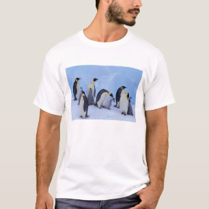 T-shirt Antarctique, Manchots Empereurs