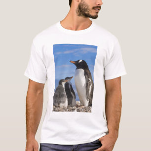 T-shirt Antarctique, Neko Cove (port). Manchot papou 2