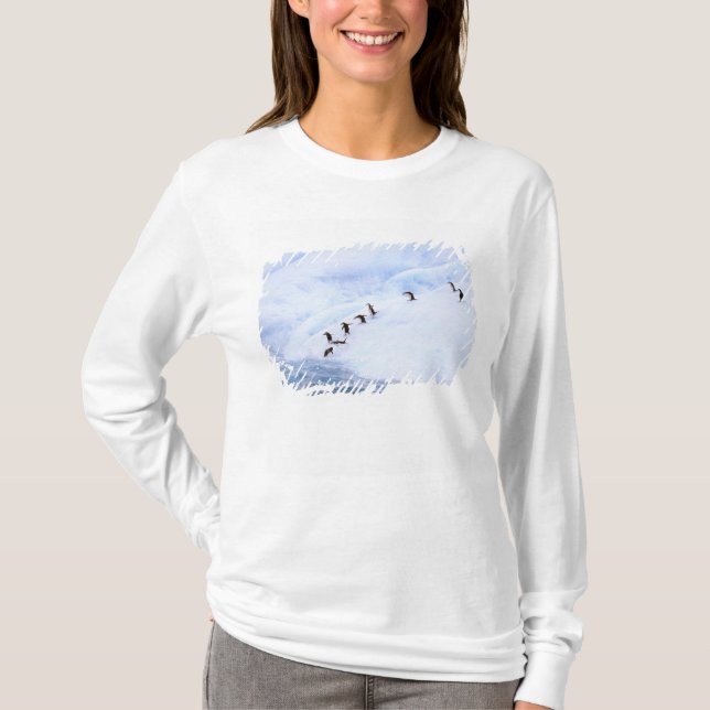 T-shirt Antarctique, péninsule Antarctique. Chinstrap (Devant)