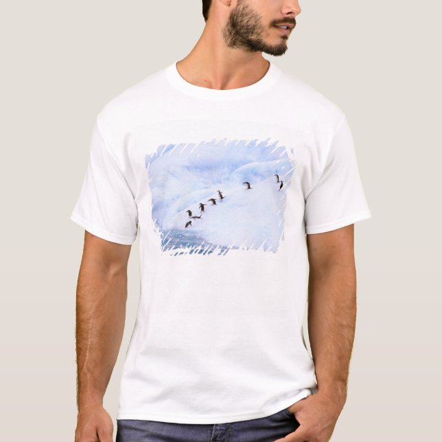 T-shirt Antarctique, péninsule Antarctique. Chinstrap (Devant)