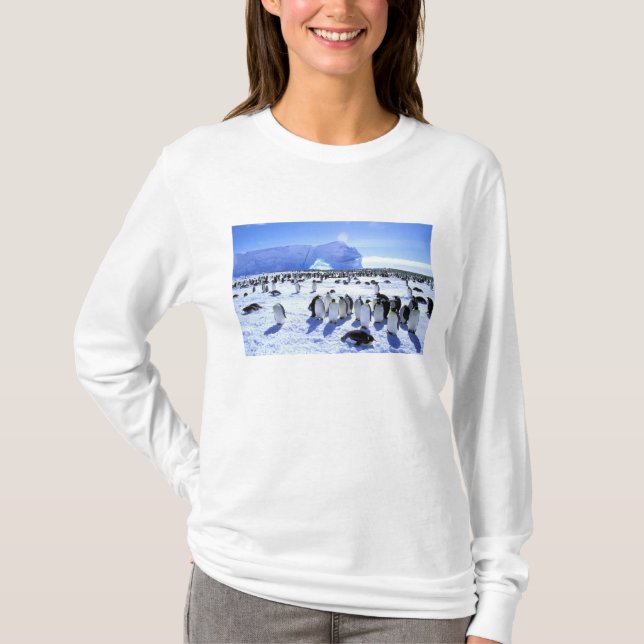 T-shirt Antarctique, péninsule Antarctique, mer de Weddell (Devant)